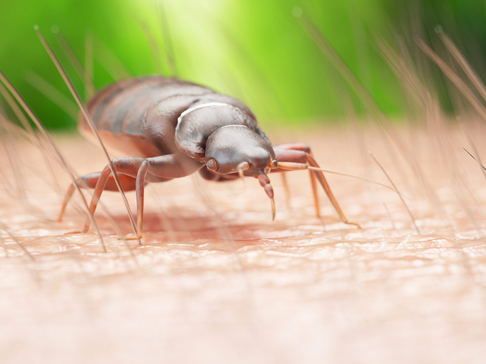 Rattrap limine Les Insectes Rampants Cafards Puces rattrap-limine-les-insectes-rampants-cafards-puces