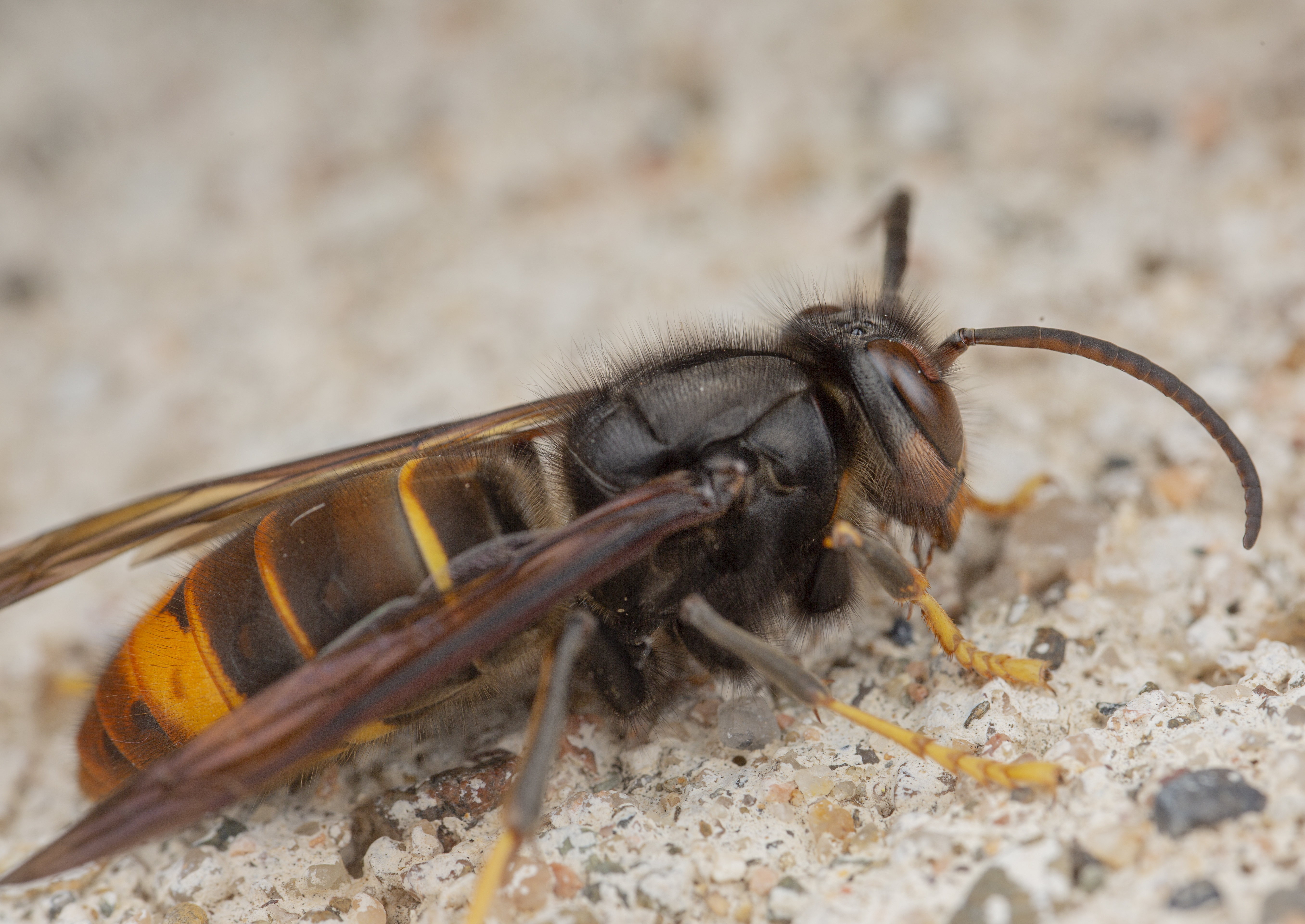 nid de frelon charleroi